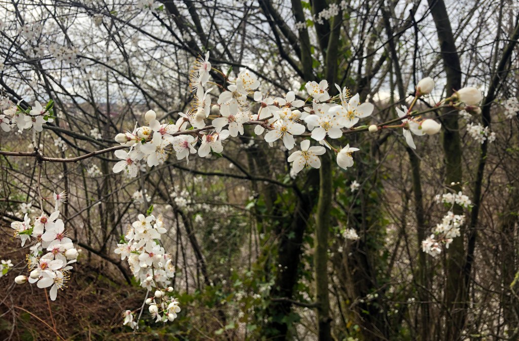 Space & Bloom – May, Myself And I #21 +#22 (Catch&nbsp;Up)