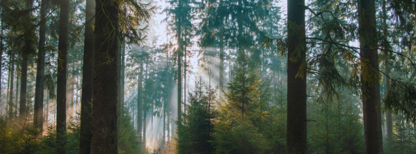 You Are Both The Woods And  The Tree Blocking The&nbsp;View